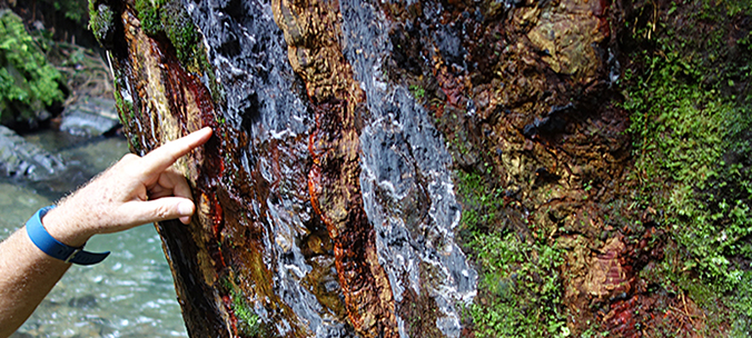 fungus formation on tree bark